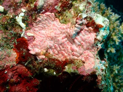 Eusynstyela latericius