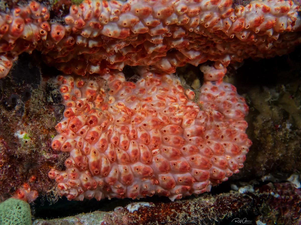 Rosy poly-tunicate - Eusynstyela latericius - גלימית וורודה