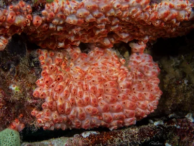 Rosy poly-tunicate - Eusynstyela latericius - גלימית וורודה
