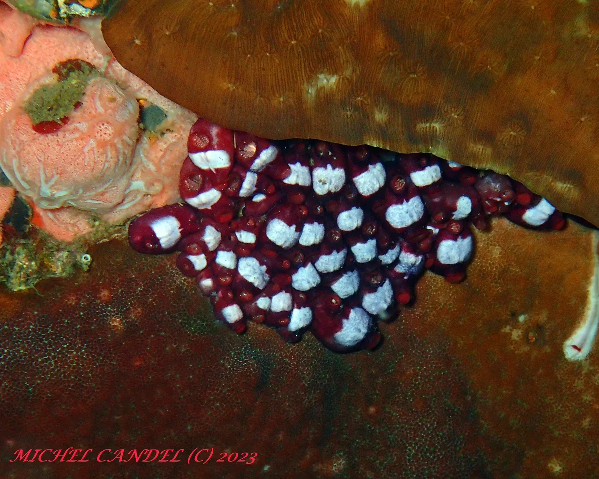 Eusynstyela latericius (Sluiter, 1904) - Stylidae - Tulamben - Bali - INDONESIE