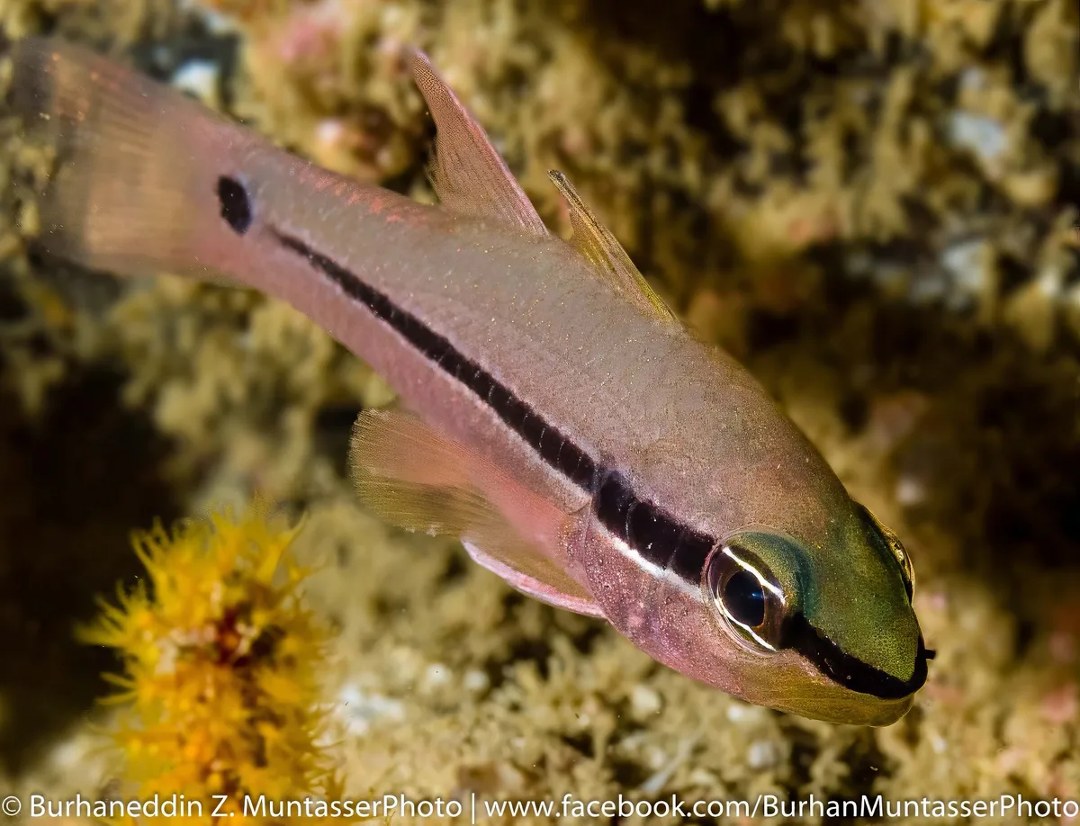 Bridled cardinalfish, Spurcheek Cardinalfish, Spiny-eye Cardinalfish, Tapered-line Cardinalfish (Pristiapogon fraenatus)