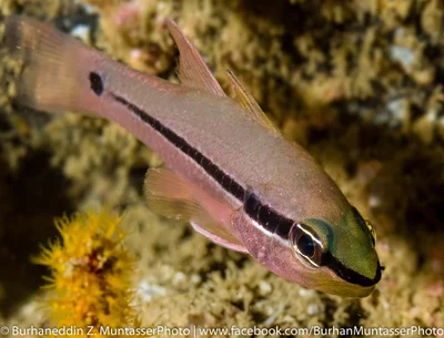 Bridled cardinalfish, Spurcheek Cardinalfish, Spiny-eye Cardinalfish, Tapered-line Cardinalfish (Pristiapogon fraenatus)