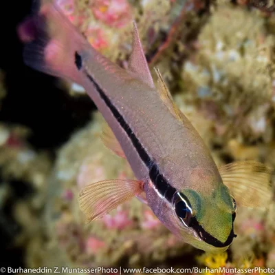 Bridled cardinalfish, Spurcheek Cardinalfish, Spiny-eye Cardinalfish, Tapered-line Cardinalfish (Pristiapogon fraenatus)