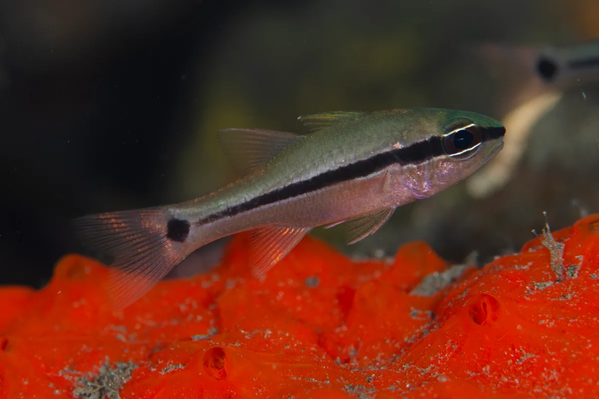 Pristiapogon fraenatus - Wreck Slope, LJl. Kubu, Tulamben, Kec. Kubu, Kabupaten Karangasem, Bali 80852, Indonesia