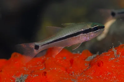 Pristiapogon fraenatus - Wreck Slope, LJl. Kubu, Tulamben, Kec. Kubu, Kabupaten Karangasem, Bali 80852, Indonesia