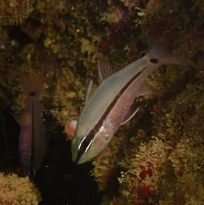 Pristiapogon fraenatus