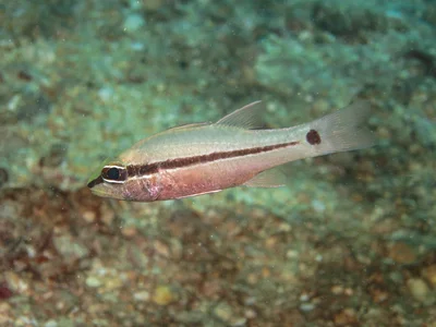 Pristiapogon fraenatus - Ghizo, Solomon Islands