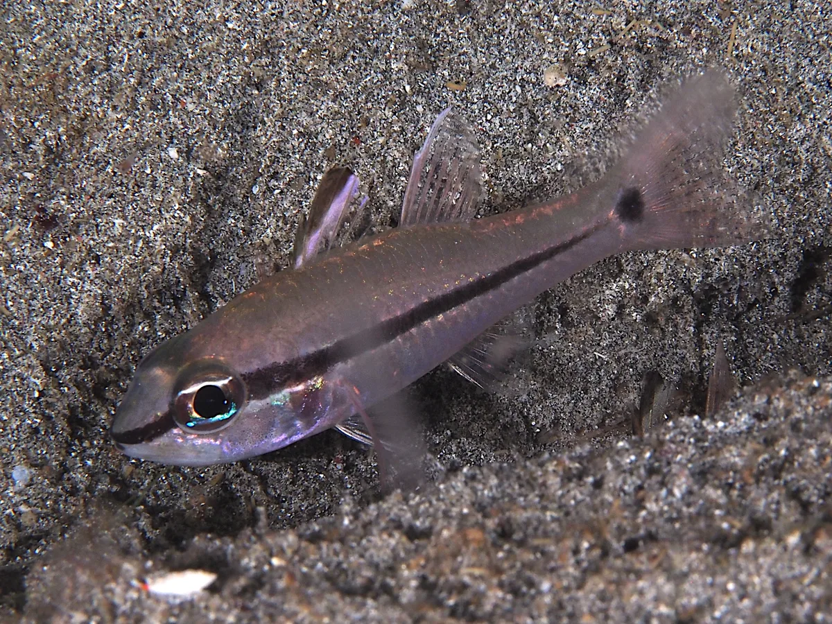 Pristiapogon fraenatus - Indonesia