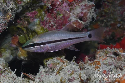 Pristiapogon fraenatus