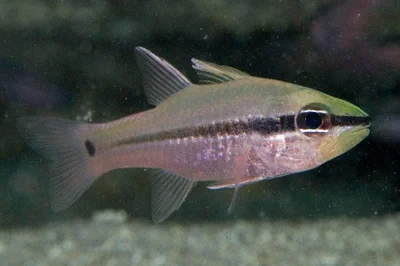 Pristiapogon fraenatus - Nursery, Bowen Island, Jervis Bay, NSW, Australia