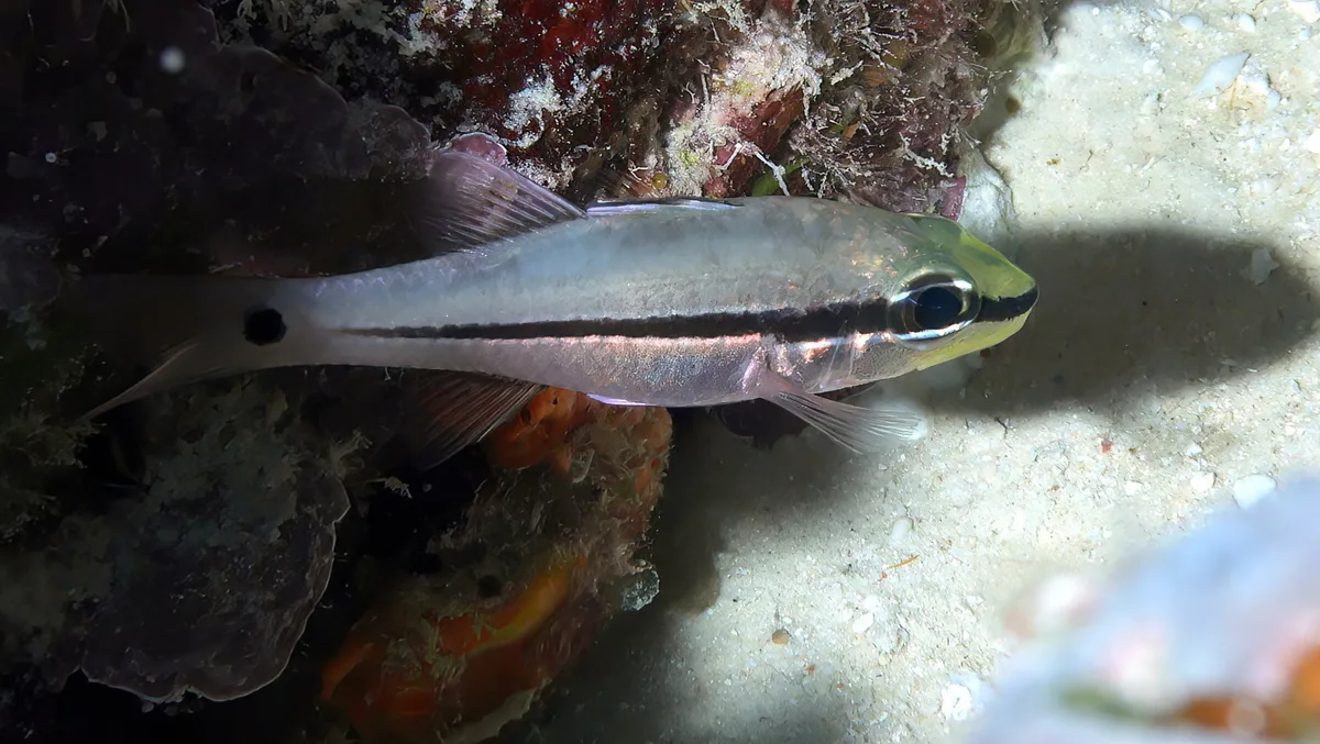 Pristiapogon fraenatus - Namena, Fiji