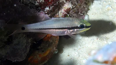 Pristiapogon fraenatus - Namena, Fiji