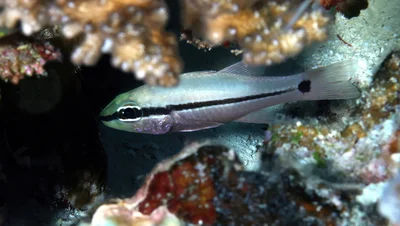 Pristiapogon fraenatus - Namena, Fiji