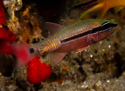 Pristiapogon fraenatus - Kagamas Road, Dauin, 6217 Negros Oriental, Philippines