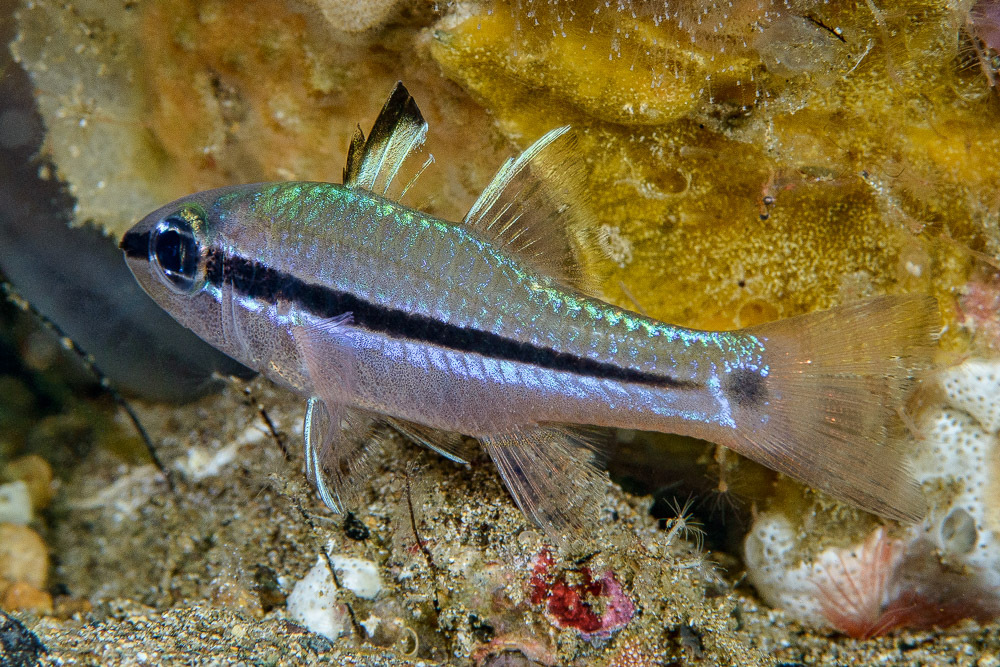 Pristiapogon fraenatus - Mabini, Batangas, Philippines