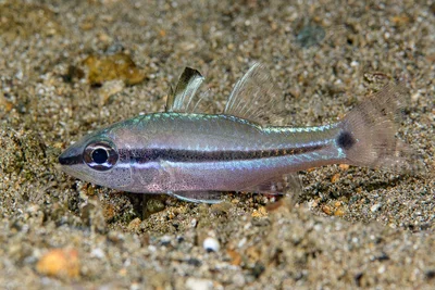 Pristiapogon fraenatus - Mabini, Batangas, Philippines