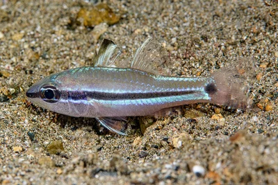 Pristiapogon fraenatus - Mabini, Batangas, Philippines