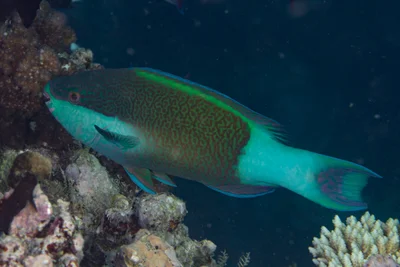 Bridled Parrotfish