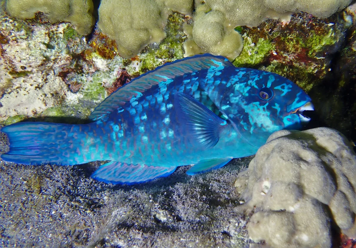 Scarus frenatus?