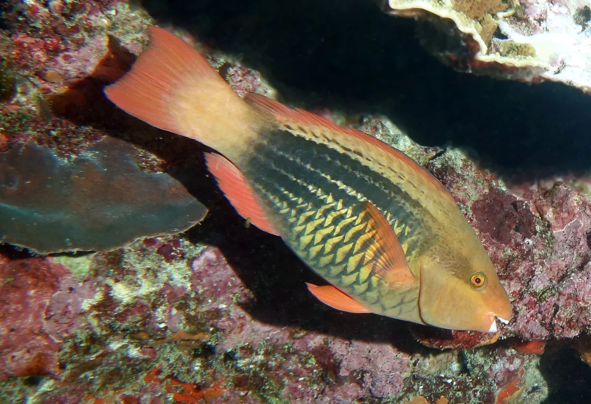 Sixband parrotfish - Scarus frenatus