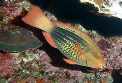 Sixband parrotfish - Scarus frenatus