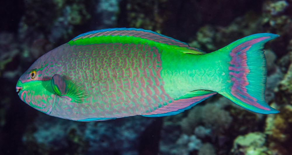 Bridled Parrotfish, terminal phase - Scarus frenatus