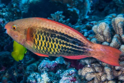 Bridled Parrotfish, initial phase - Scarus frenatus