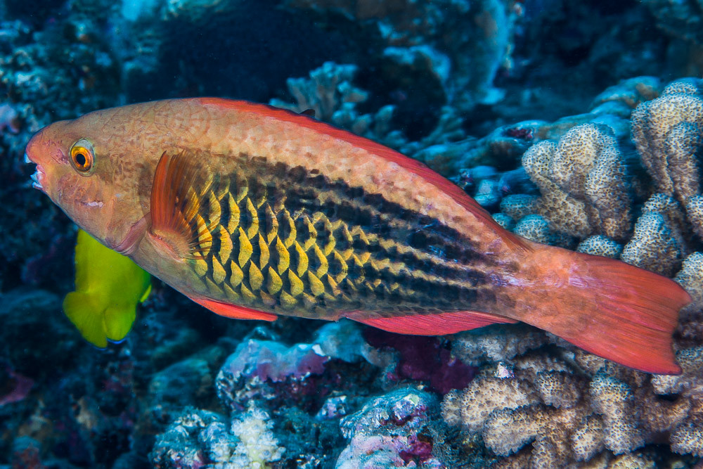 Bridled Parrotfish, initial phase - Scarus frenatus