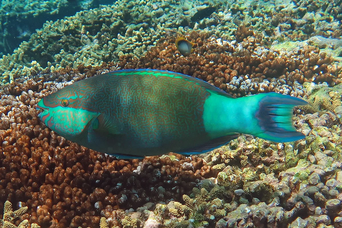 Bridled parrotfish, Lady Elliot Island, Australia