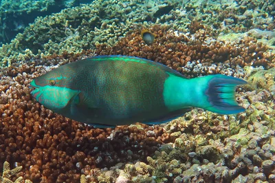 Bridled parrotfish, Lady Elliot Island, Australia