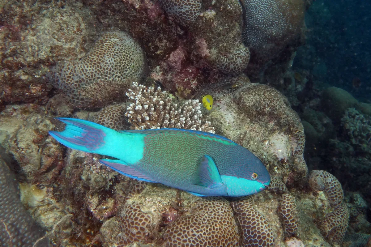 Scarus frenatus - Bridled parrotfish