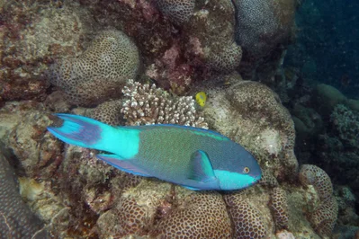 Scarus frenatus - Bridled parrotfish