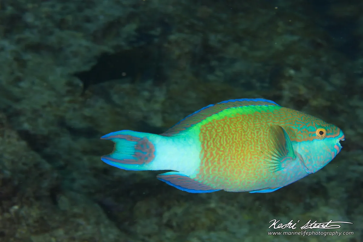 Scarus frenatus m 01