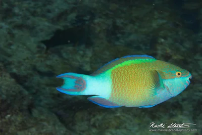 Scarus frenatus m 01