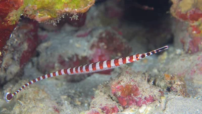 Broad-banded Pipefish - Dunckerocampus boylei