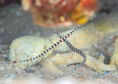 Broad-banded Pipefish - Dunckerocampus boylei