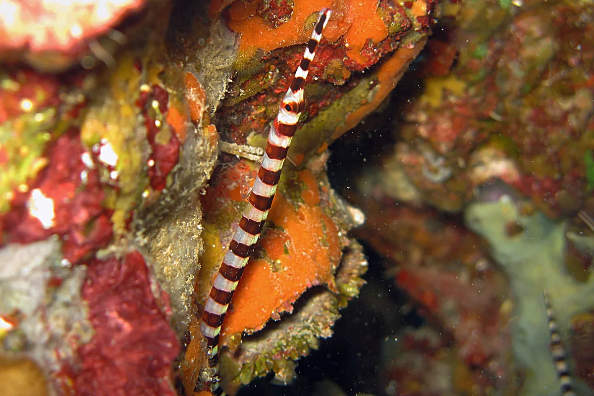 Broad - banded Pipefish - Dunckerocampus boylei