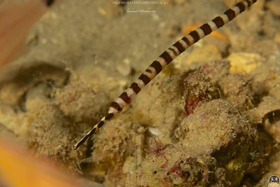 BROAD-BANDED PIPEFISH (16 cm)