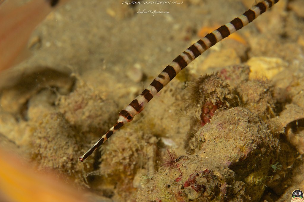 BROAD-BANDED PIPEFISH (16 cm)