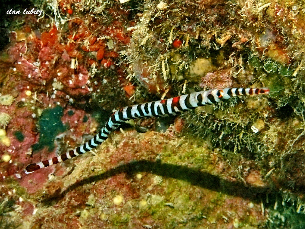 pipe fish Dunckerocampus boylei DSC_0273