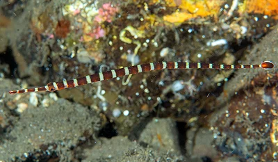 Dunckerocampus boylei - Karangasem Regency, Bali, Indonesia
