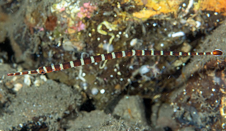 Dunckerocampus boylei - Karangasem Regency, Bali, Indonesia