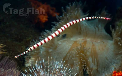 Broad-Banded Pipefish