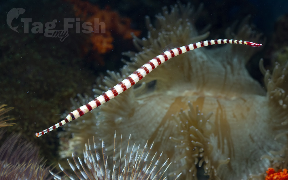 Broad-Banded Pipefish