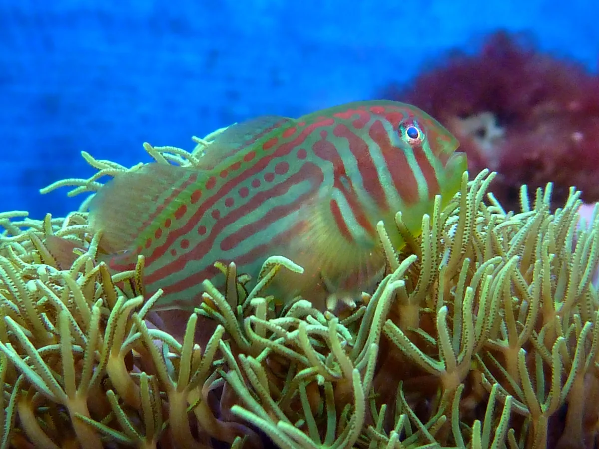 Broad-Barred Goby