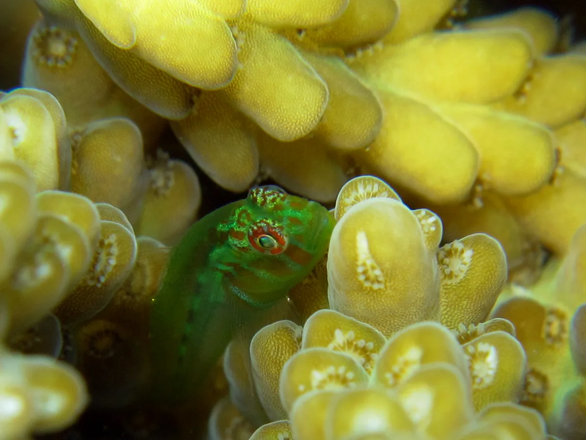 Broad-Barred Goby