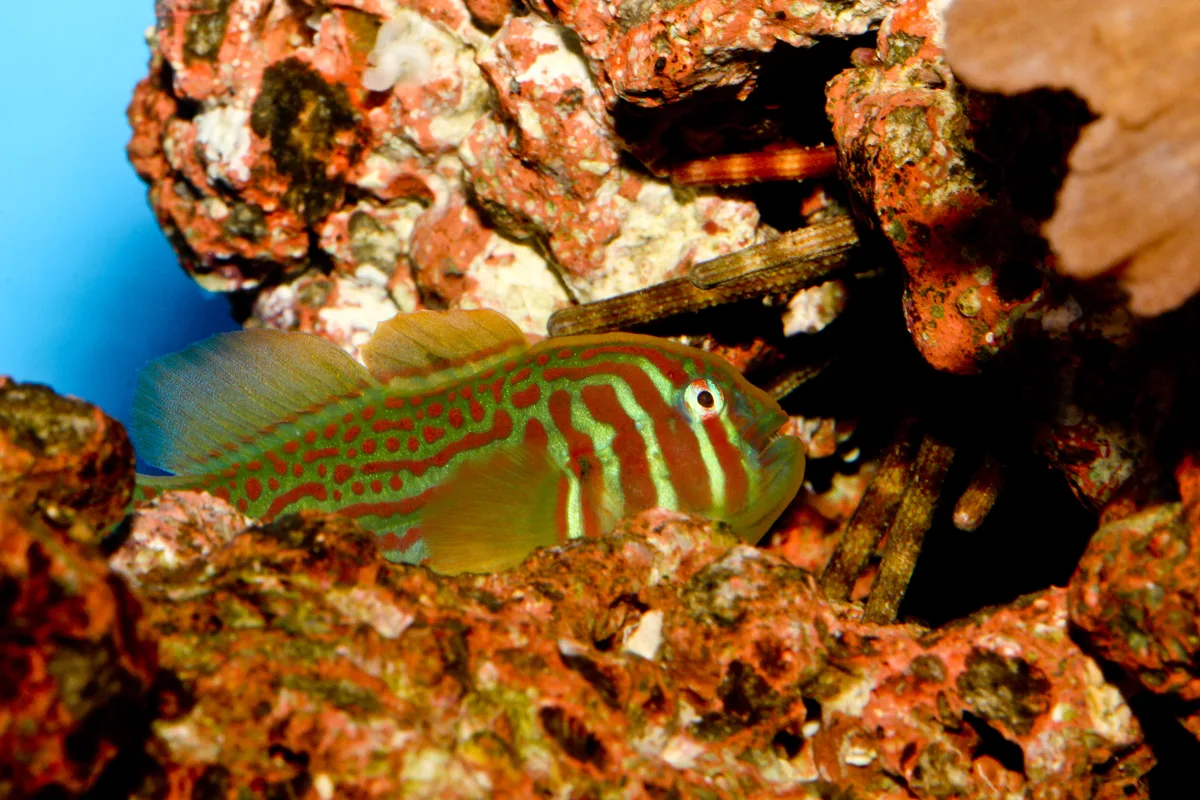 Broad-Barred Goby