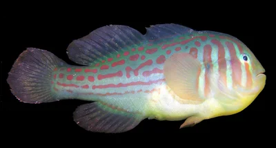 Gobiodon histrio - coral goby
