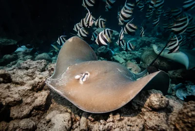Broad Stingray