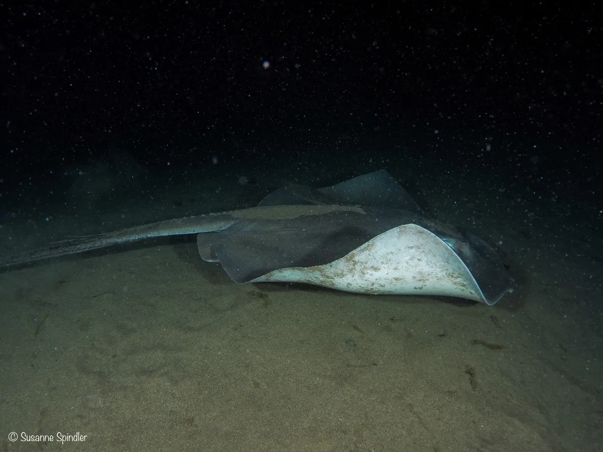 Bathytoshia lata - Las Palmas, ES-CN, ES